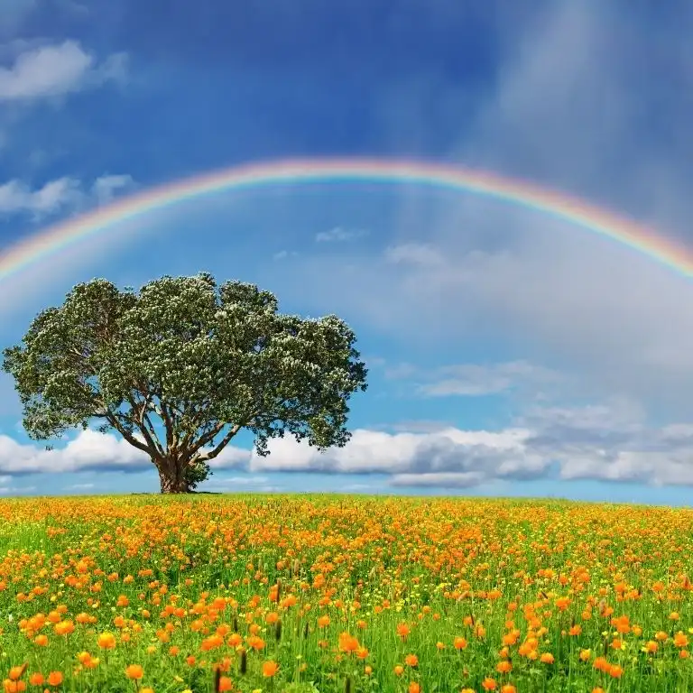 80+ Quotes About Rainbows to Brighten Your Day and Color Your World