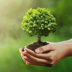 80+ Quotes About Trees and Life