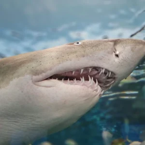 15+ Spiritual Meaning of Shark Teeth in Dreams: Decoding Your Inner World