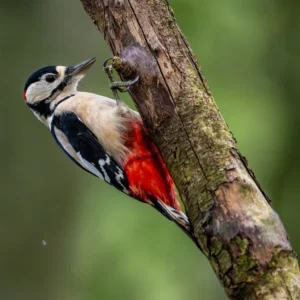 The Spiritual Meaning Of Woodpeckers In Dreams: 15 Deep Interpretations