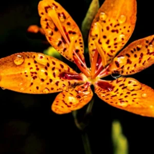 The Tiger Lily’s Fierce Beauty: 18 Profound Spiritual Meanings